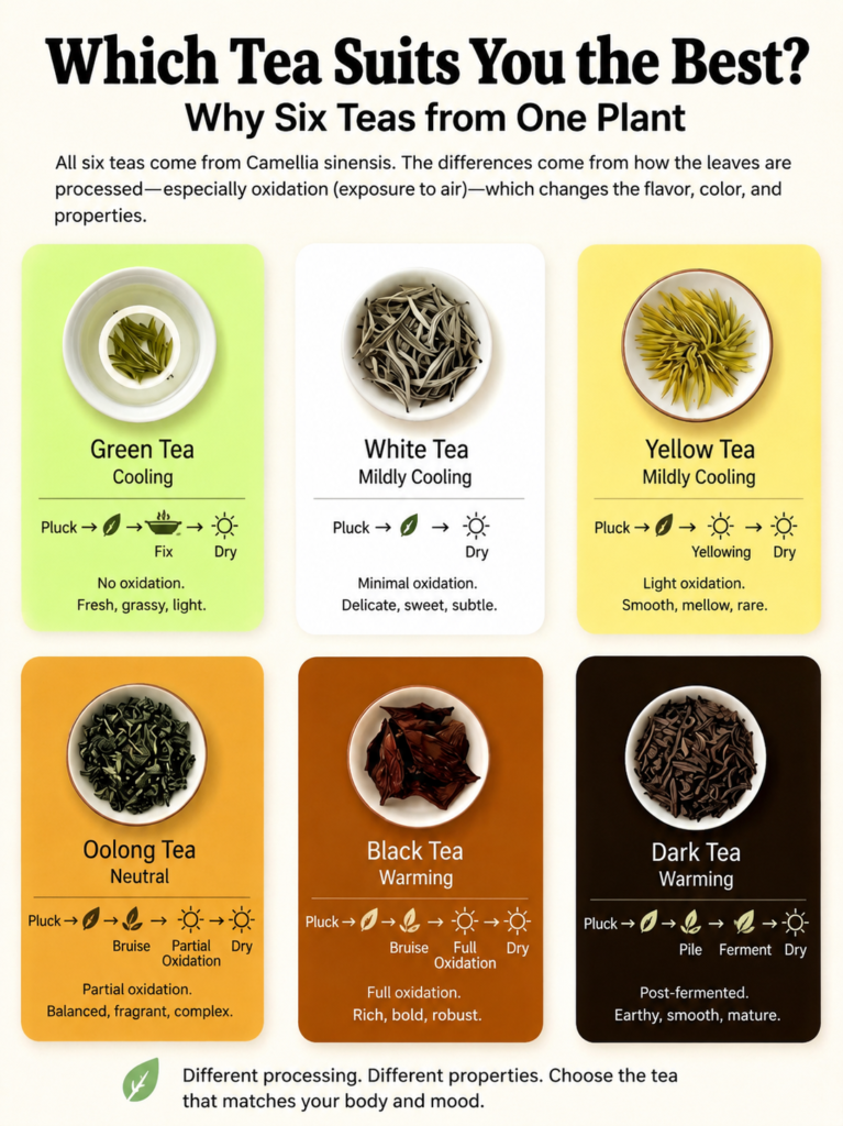 A Quick Guide to the 6 Main Teas – Which One Suits You? 1 Guangzhou Visitor A Quick Guide to the 6 Main Teas – Which One Suits You?
